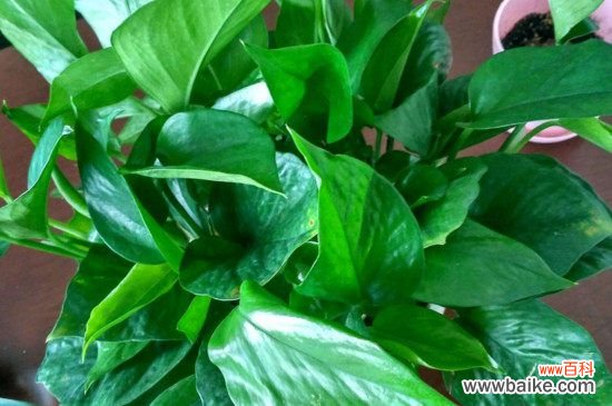 绿萝长得稀稀拉拉?教你一招绿萝轻松爆盆