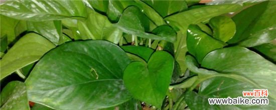 绿萝长得稀稀拉拉?教你一招绿萝轻松爆盆