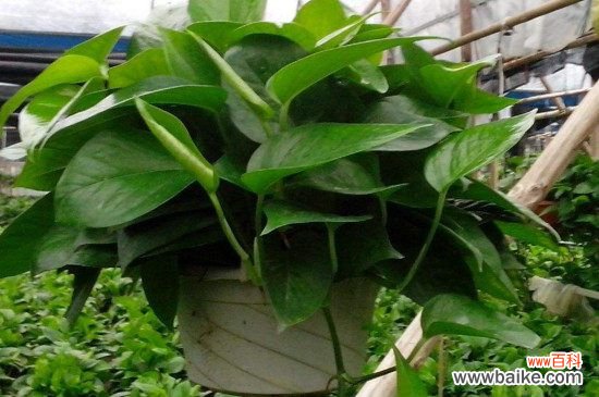 绿萝可以淋雨吗