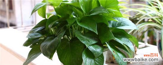 绿萝可以淋雨吗