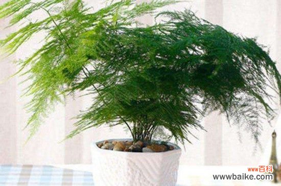 电视机旁适合养的植物