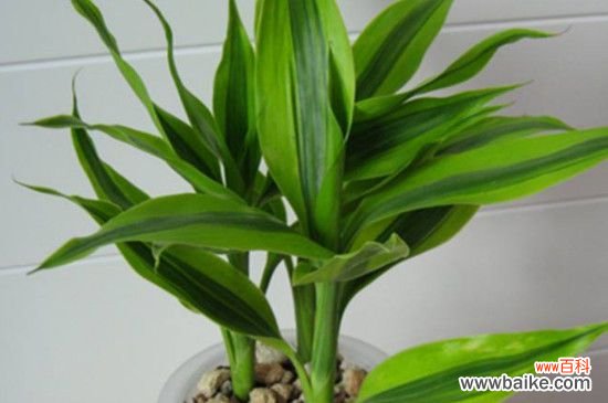 电视机旁适合养的植物