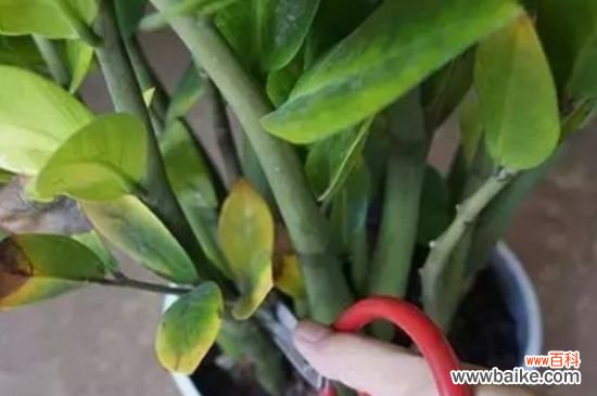 金钱树从哪长新叶