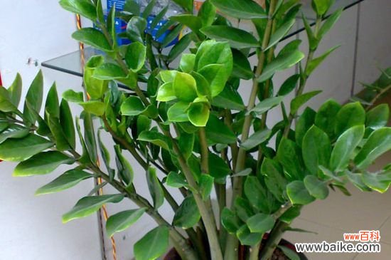 金钱树从哪长新叶