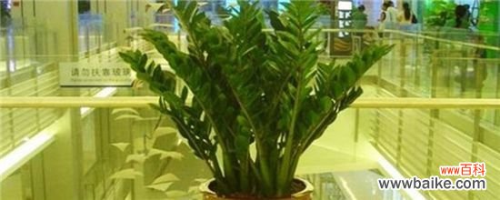 金钱树从哪长新叶