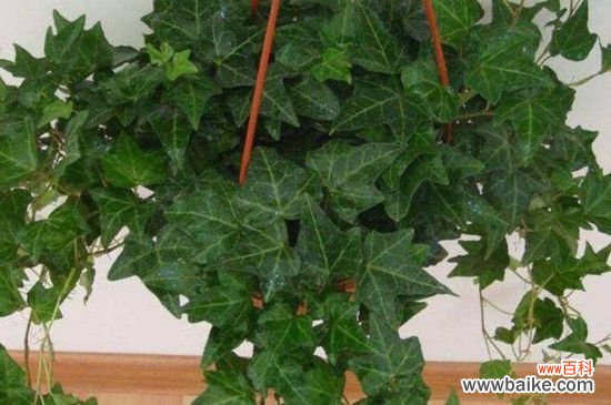 常春藤有毒性吗