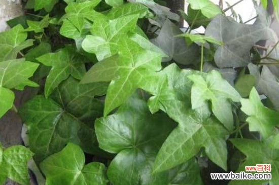 常春藤有毒性吗