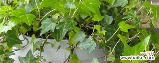 常春藤有毒性吗