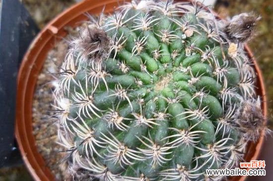 宝山仙人球有几种?养殖宝山仙人球的方法