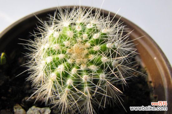 仙人球徒长了还能变圆吗