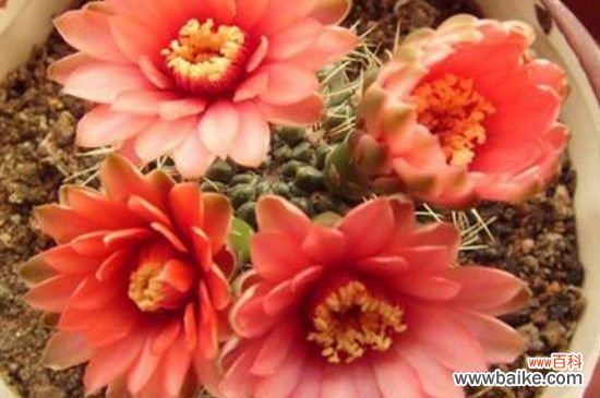 仙人球开花前花苞怎样