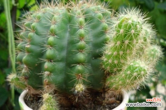 仙人球几天浇水一次