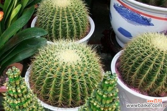 仙人球几天浇水一次