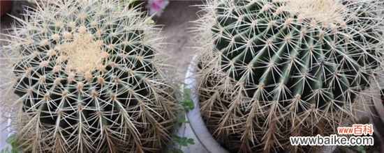仙人球几天浇水一次