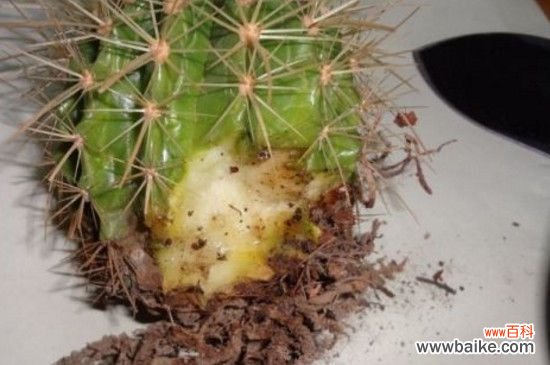 仙人球下半部分烂了的解决办法