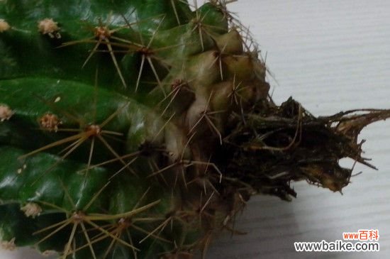 仙人球下半部分烂了的解决办法