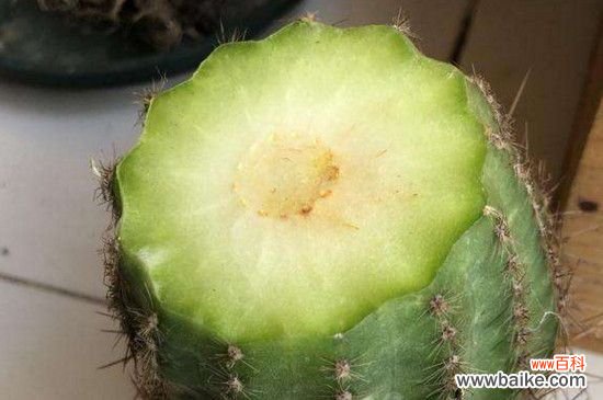 仙人球下半部分烂了的解决办法