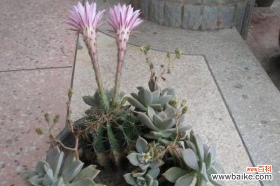 仙人球花期多长时间