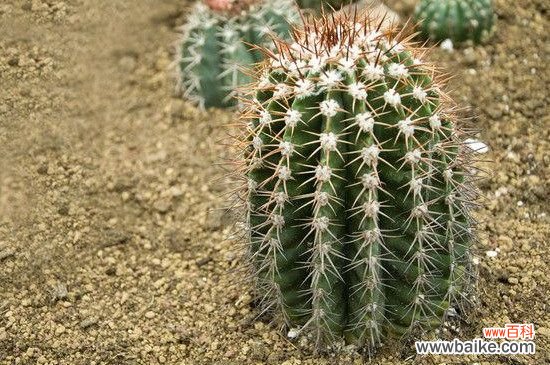 仙人球上长小球怎么办？仙人球上长小球的解决方法
