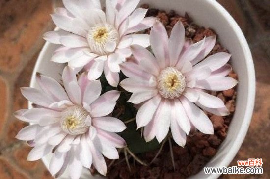 仙人球花谢了怎么处理