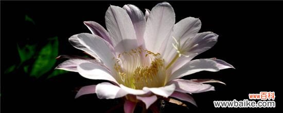 仙人球花谢了怎么处理