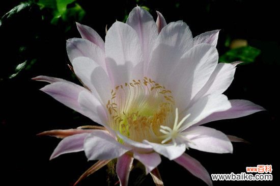 仙人球花谢了怎么处理