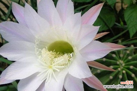 仙人球花谢了怎么处理