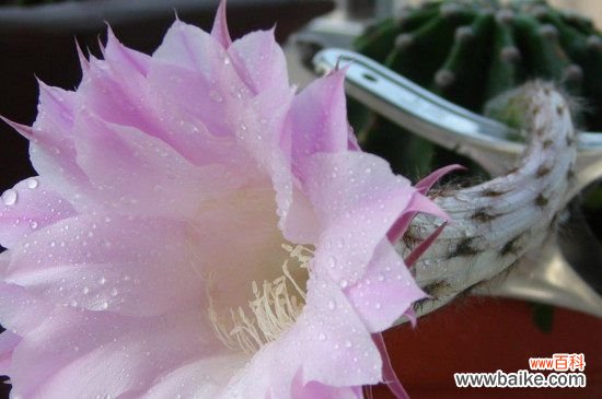 仙人球花怎么食用