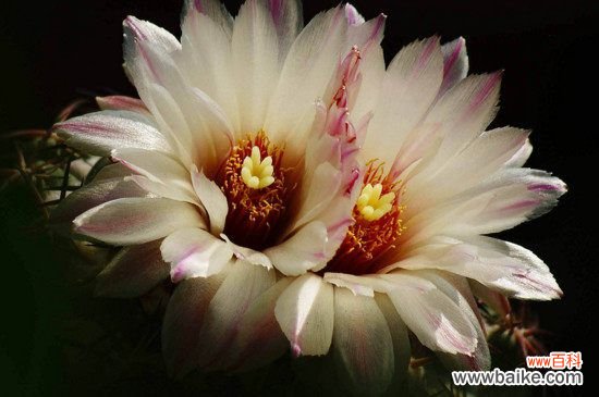 仙人球花怎么食用