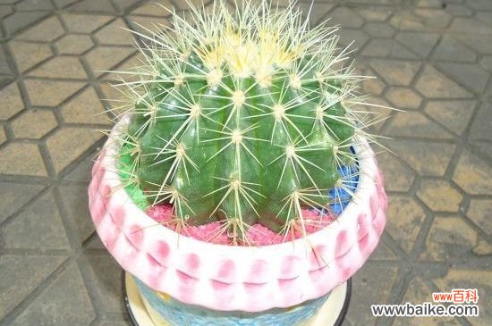 仙人球如何砍头