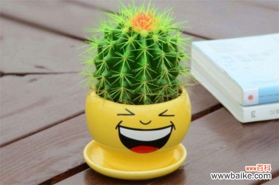 仙人球的3大风水学作用