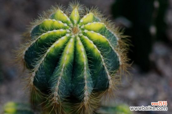 仙人球的3大风水学作用