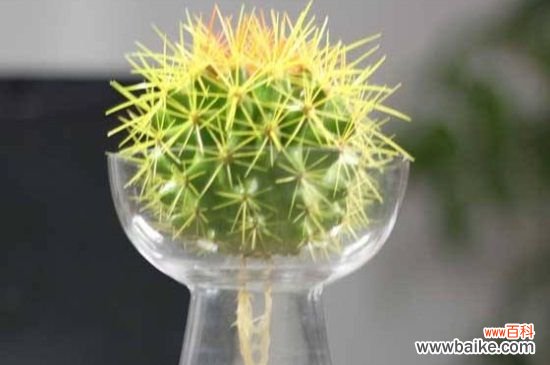 仙人球的3大风水学作用