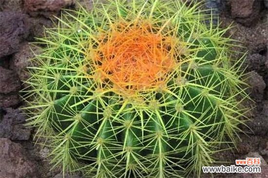 金虎仙人球变黄怎么办?金虎仙人球变黄的补救方法