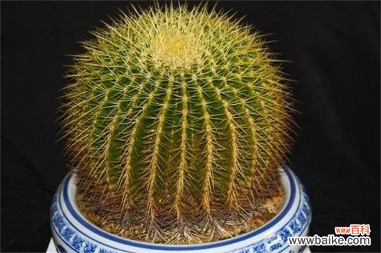 金虎仙人球变黄怎么办?金虎仙人球变黄的补救方法