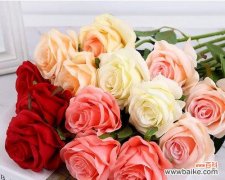 探索玫瑰背后深刻的寓意 12支玫瑰的象征意义