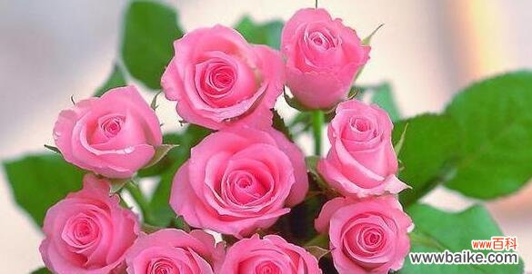 用花语传递心意的艺术 15朵玫瑰的象征意义与传达的情感