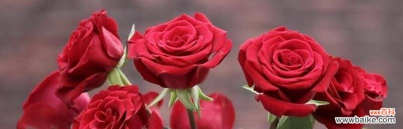 16朵玫瑰的花语和象征意义 玫瑰的花语之深情厚意