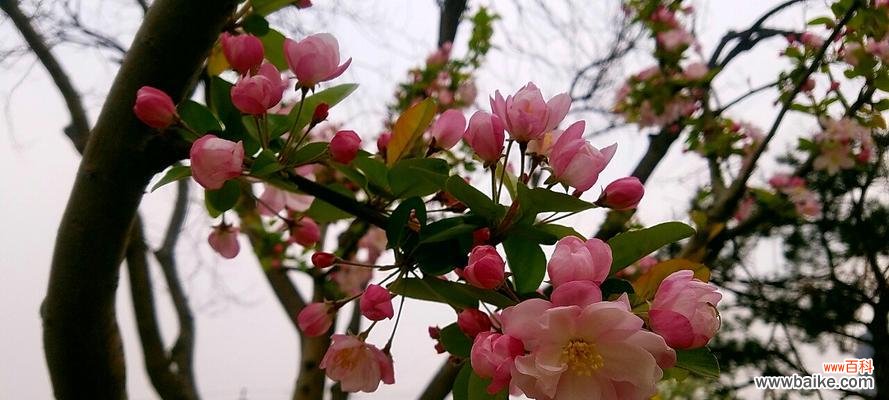 解读西府海棠的象征意义 西府海棠的花语剖析