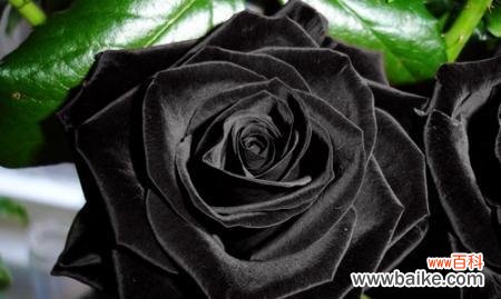 深沉神秘的黑色花朵所代表的意义 黑玫瑰花语的含义