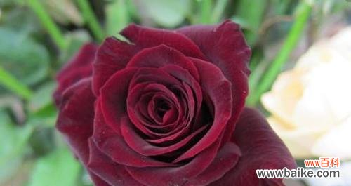 深沉神秘的黑色花朵所代表的意义 黑玫瑰花语的含义