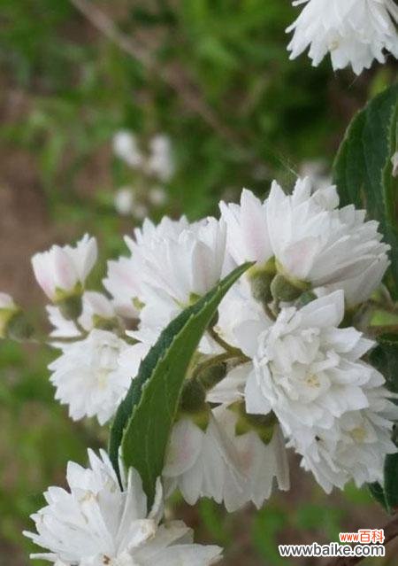 传说中的荼蘼女和荼蘼花的美丽寓意 荼蘼花，神话与花语