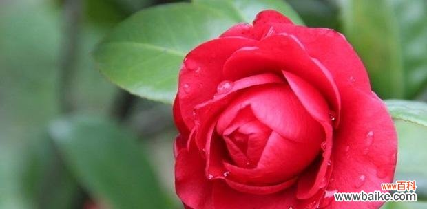 揭秘“冬天的玫瑰”——山茶花，以及其丰富的文化内涵 山茶花的花语与寓意