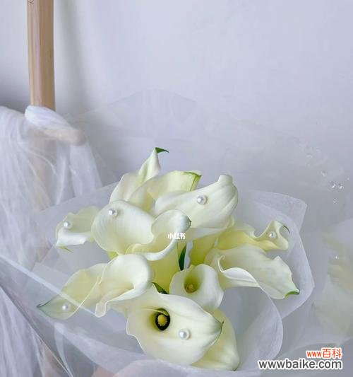 探寻海芋的历史与文化底蕴，揭开海芋的神话传说 传说中的海芋花语