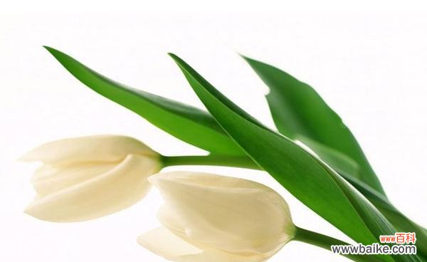 揭示晚香玉的文化内涵 晚香玉花语的意义与象征