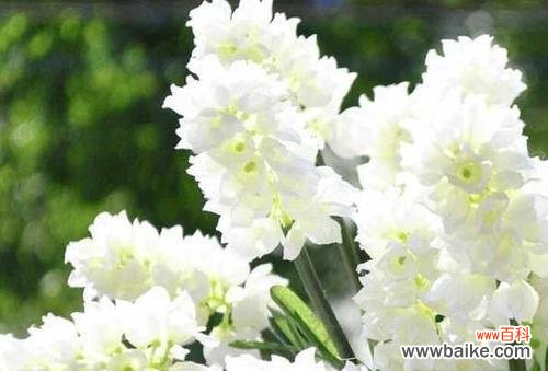 揭示晚香玉的文化内涵 晚香玉花语的意义与象征