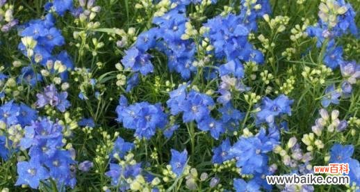 传承自然之美，传递爱与希望 飞燕草的花语