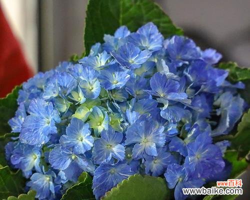 探究蓝色绣球花的花语与意义 蓝色绣球花的花语