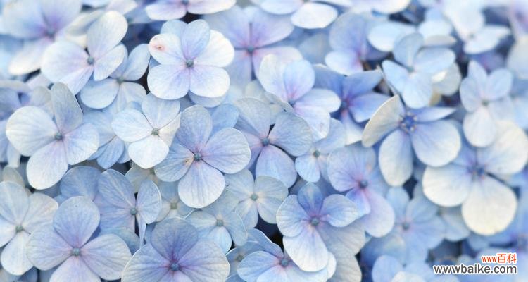 探究蓝色绣球花的花语与意义 蓝色绣球花的花语