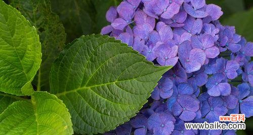 探究蓝色绣球花的花语与意义 蓝色绣球花的花语